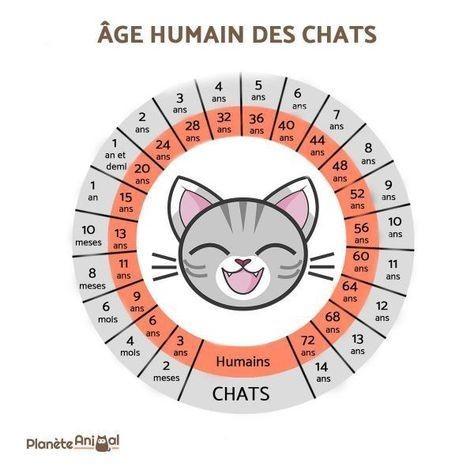 Animaux Chat - Calculer Âge du chat en âge humain