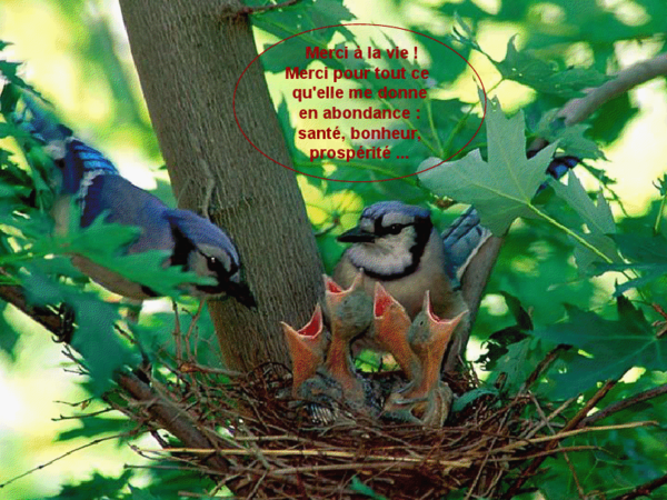Animaux Oiseaux - Oisillons du nid