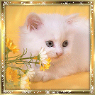 Avatar - Chat blanc