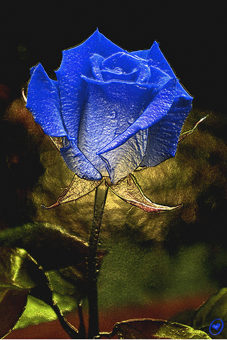 Fleur - Rose de toutes les couleurs