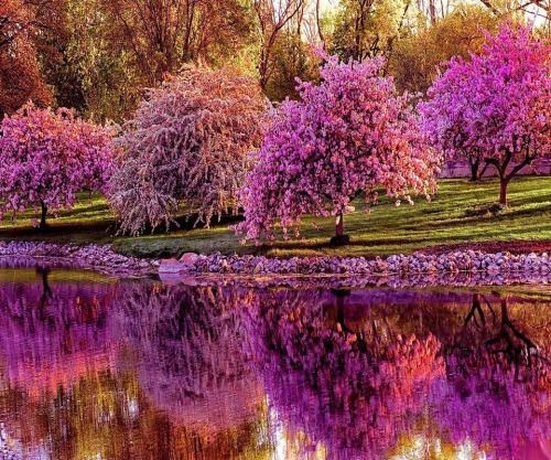 Paysage - Reflet d'eau des arbres roses