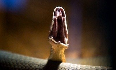 Animaux Records du monde animal - Serpent rapide