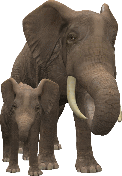 Animaux - Éléphante, Éléphanteau large 407 x haut 588