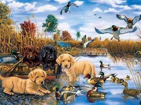 Animaux Oiseaux Canard - Canard, Cane, Canetons, Chiens