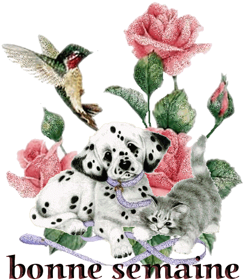 Bonne semaine - Dalmatien et chaton gris