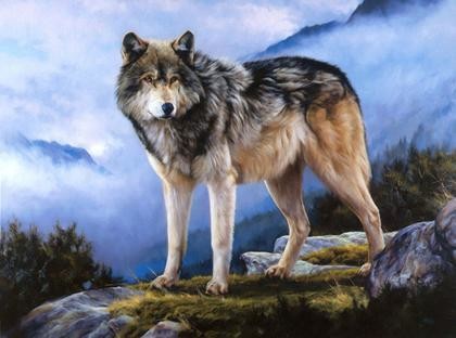 Animaux Loups - Loup sur pierre