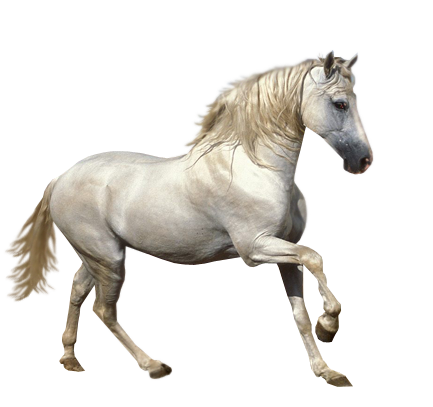 Animaux Cheval - Tube cheval blanc