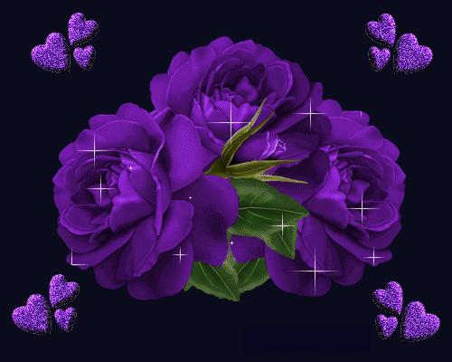 Fleurs - Roses couleur violette, fond noir