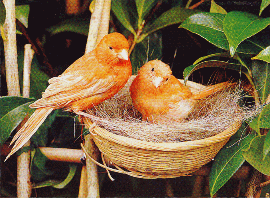 Animaux - Nid Oiseaux jaunes