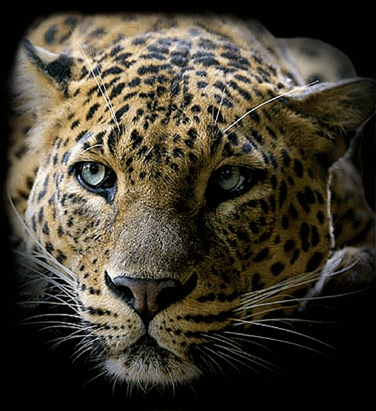 Animaux - Jaguar animé