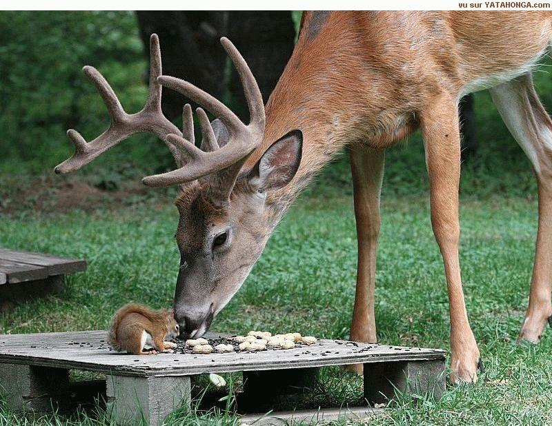animaux faon petit de la biche