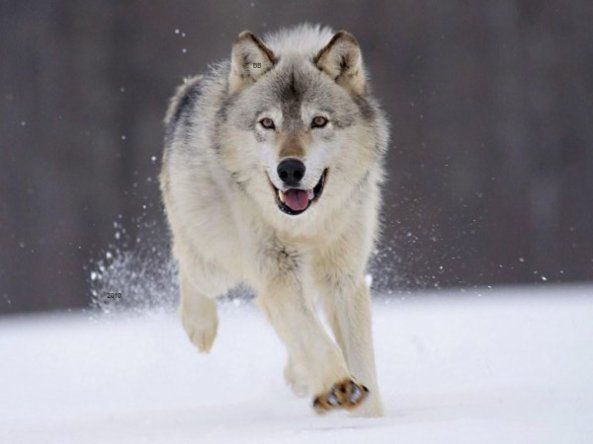 TÉLÉCHARGER BALTO CHIEN-LOUP HÉROS DES NEIGES DES HÉROS TÉLÉCHARGER NEIGES BALTO CHIEN-LOUP