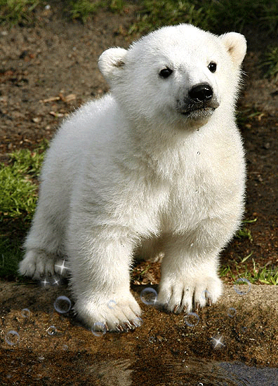 Les ours - Page 3 Sw0yf0z9