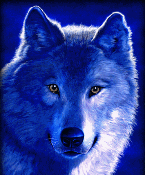 Animaux - Loup bleu