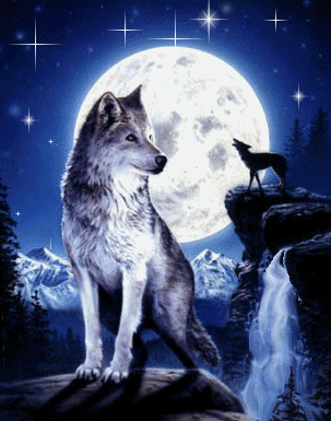 Animaux - Loups de la nuit