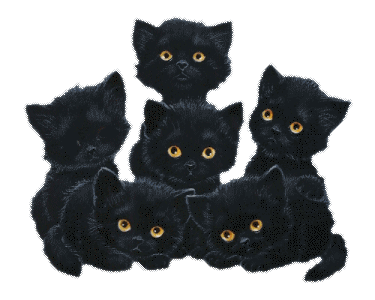 Animaux - Chatons noirs plein de yeux
