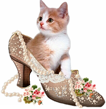 Animaux - Chat Chaussure